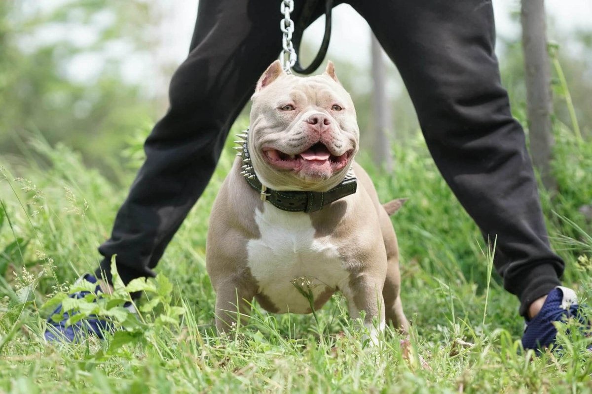 Американский булли