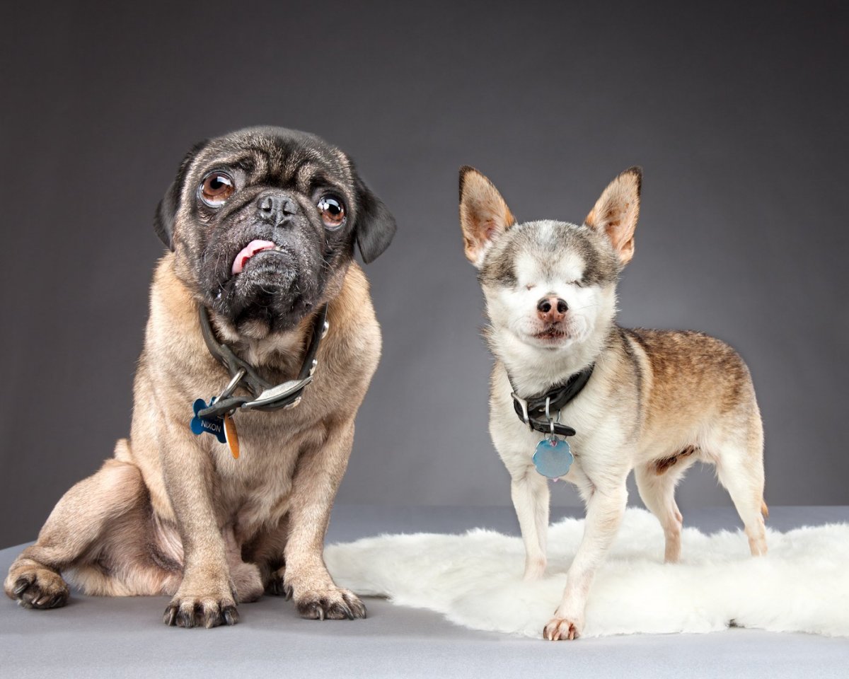 Золотистый ретривер и хаски