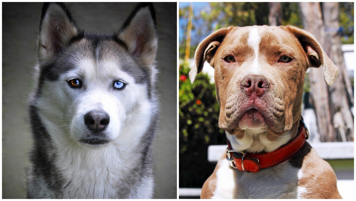 Скрещивание собак