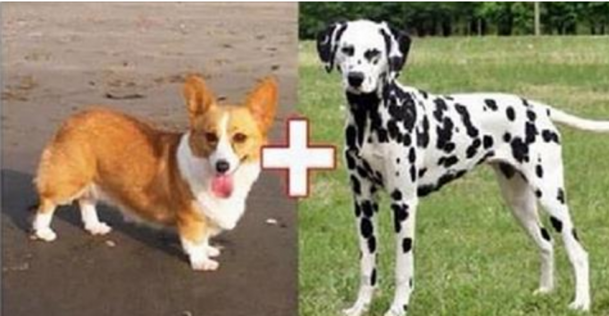 Гибриды салюки