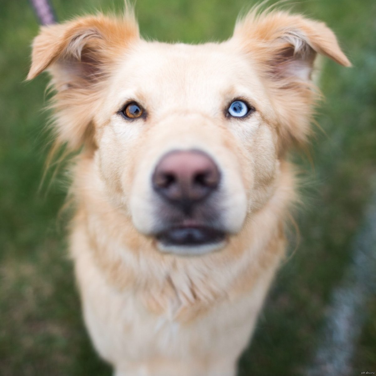 Метис ретривера и хаски