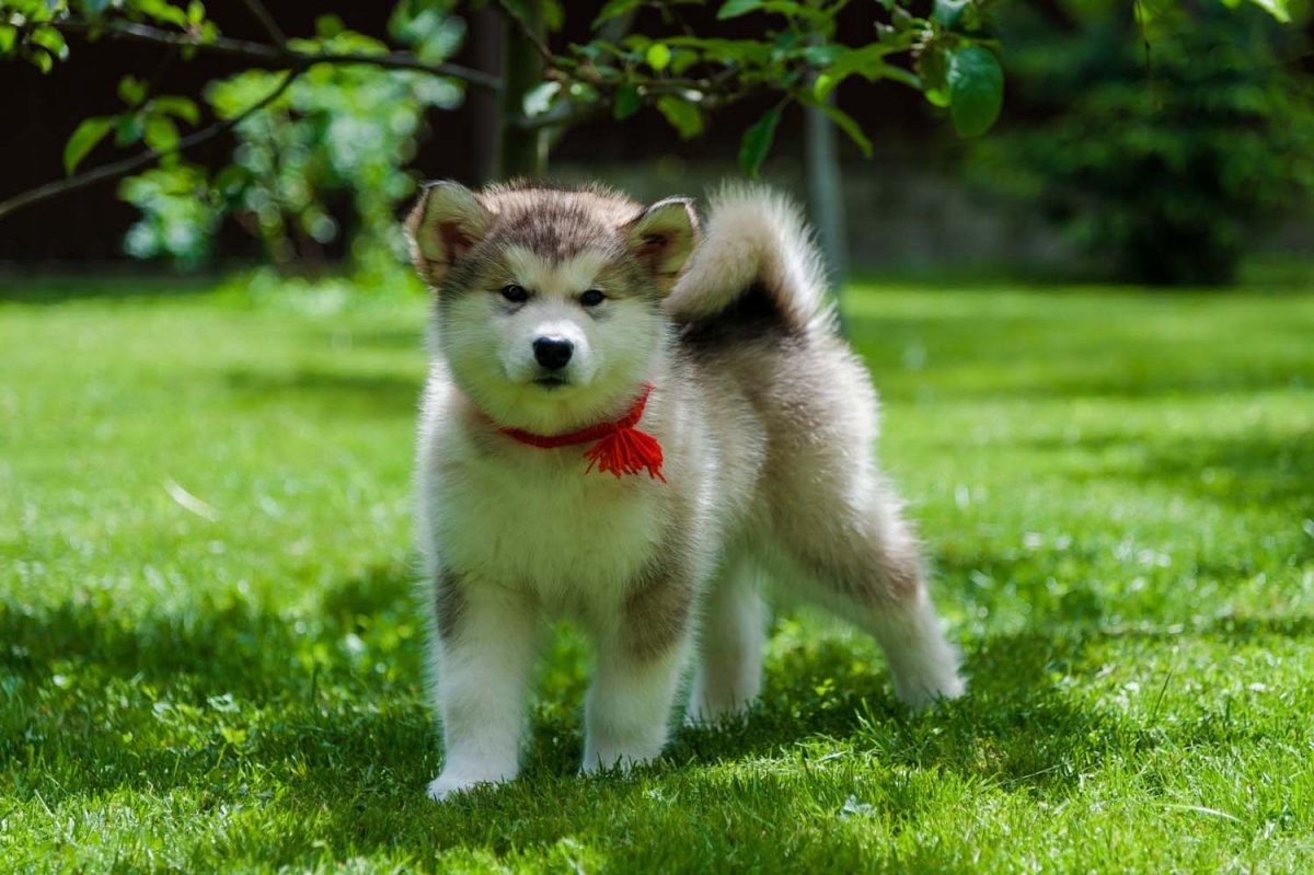 Аляскинский маламут