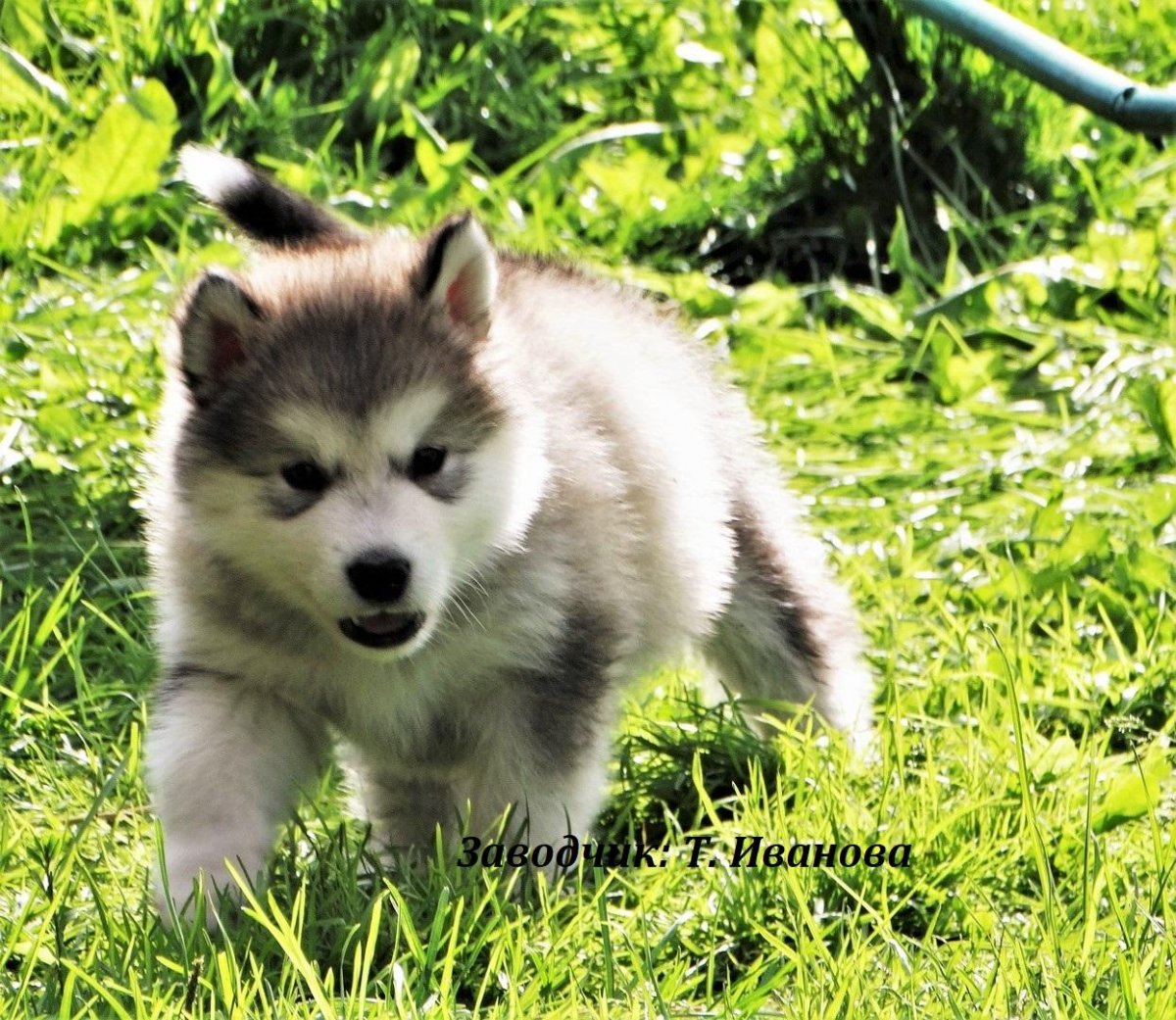 Маламут тибетский белый