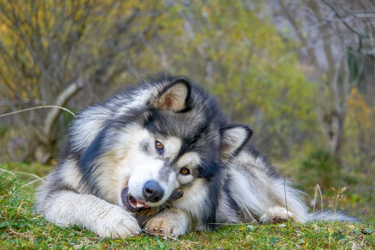 Маламут Аляскинский гигант