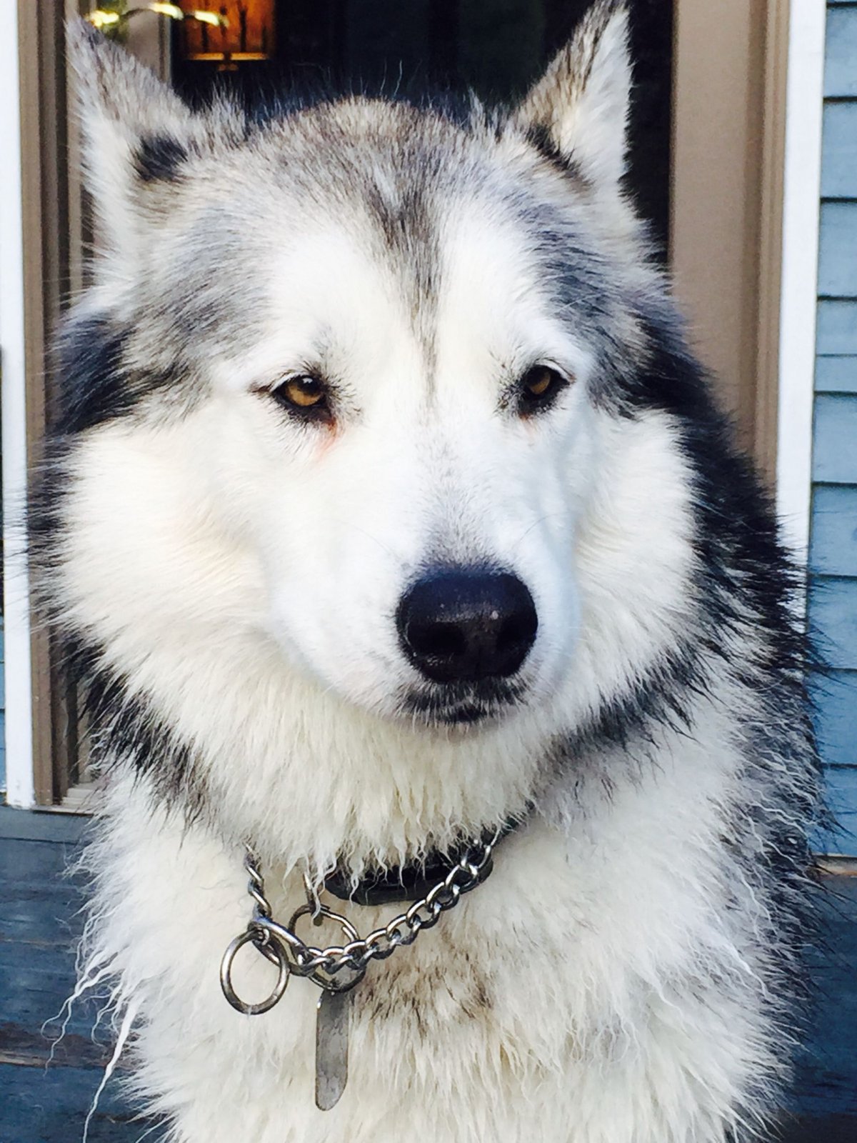 Аляскинский маламут