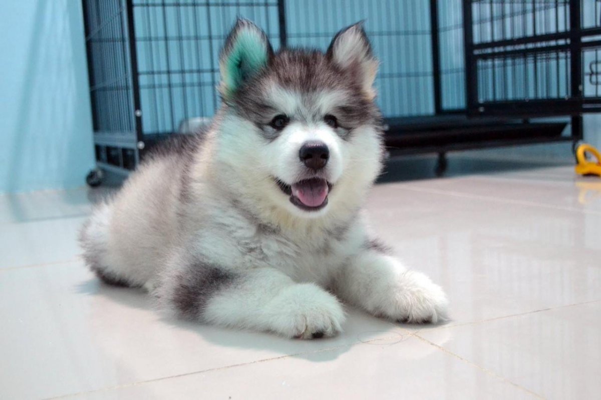 Аляскинский маламут щенок пушистый