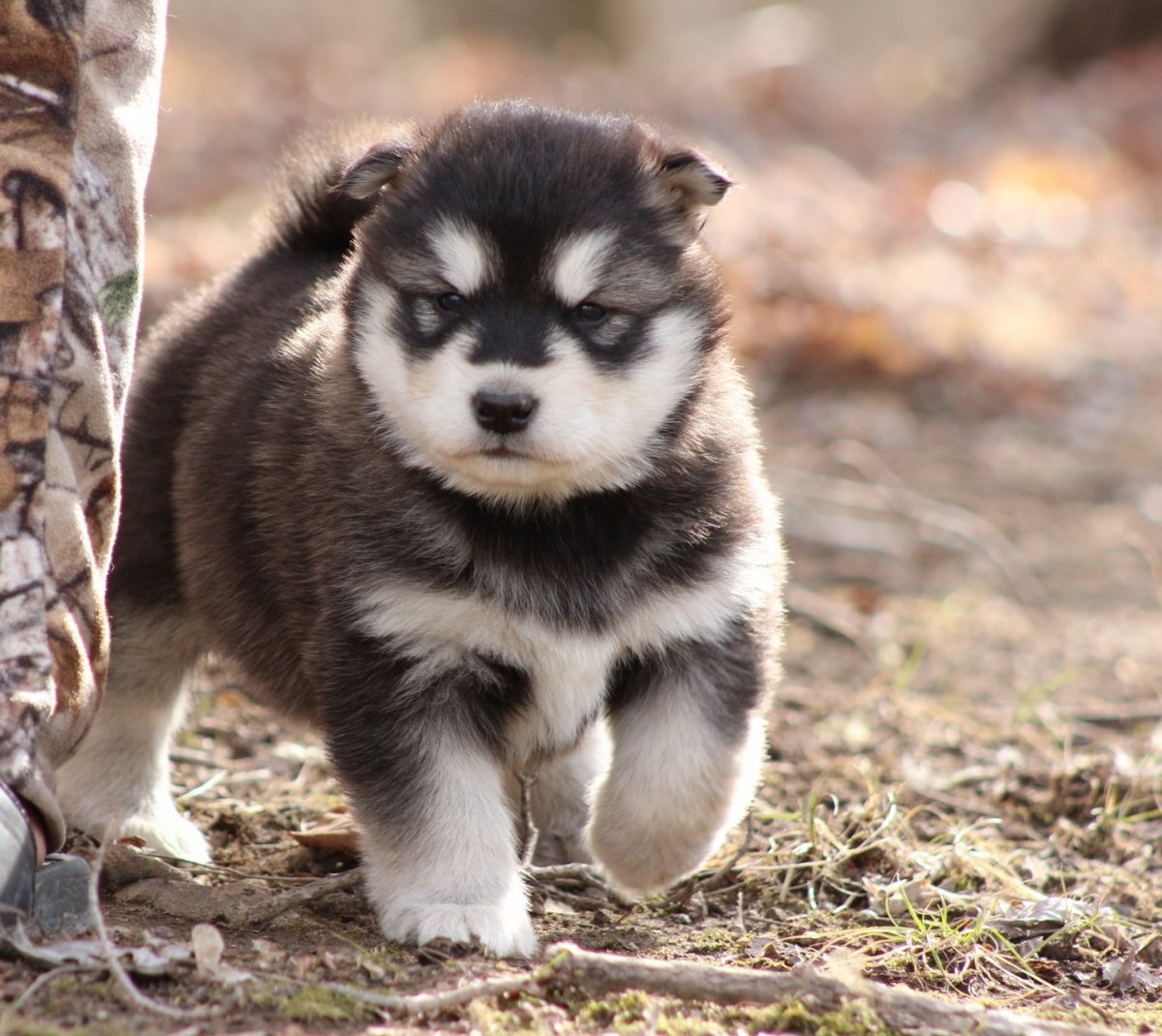 Карликовый маламут щенок