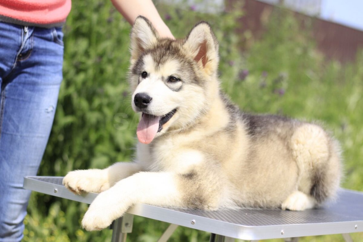 Аляскинский маламут любовь