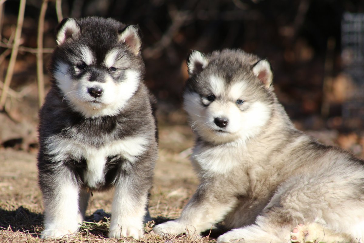 Аляскинский маламут маленький