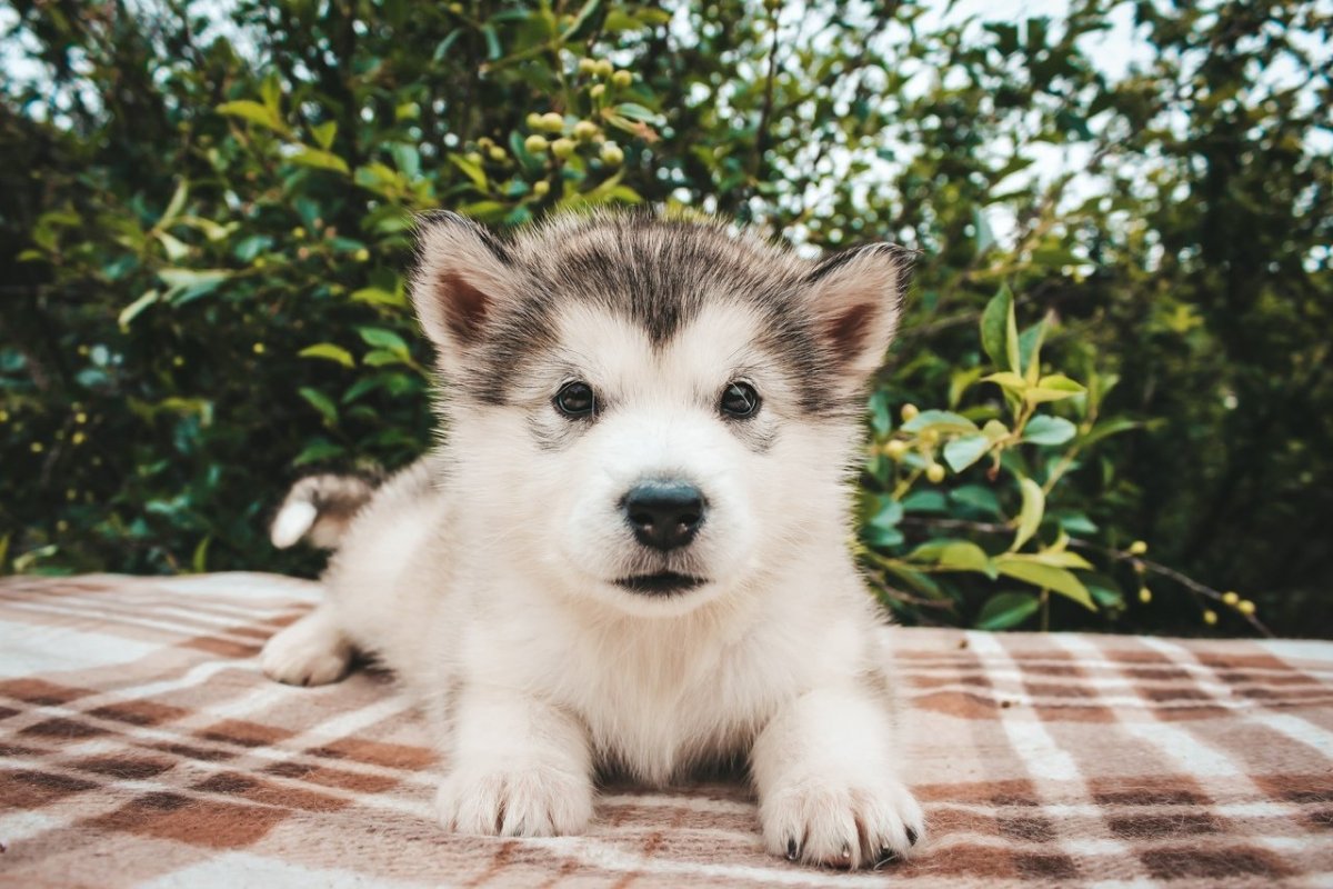 Щенки маламута свалились gif