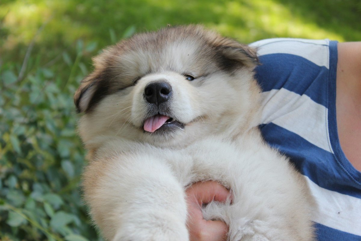 Презентация Аляскинский маламут вязка