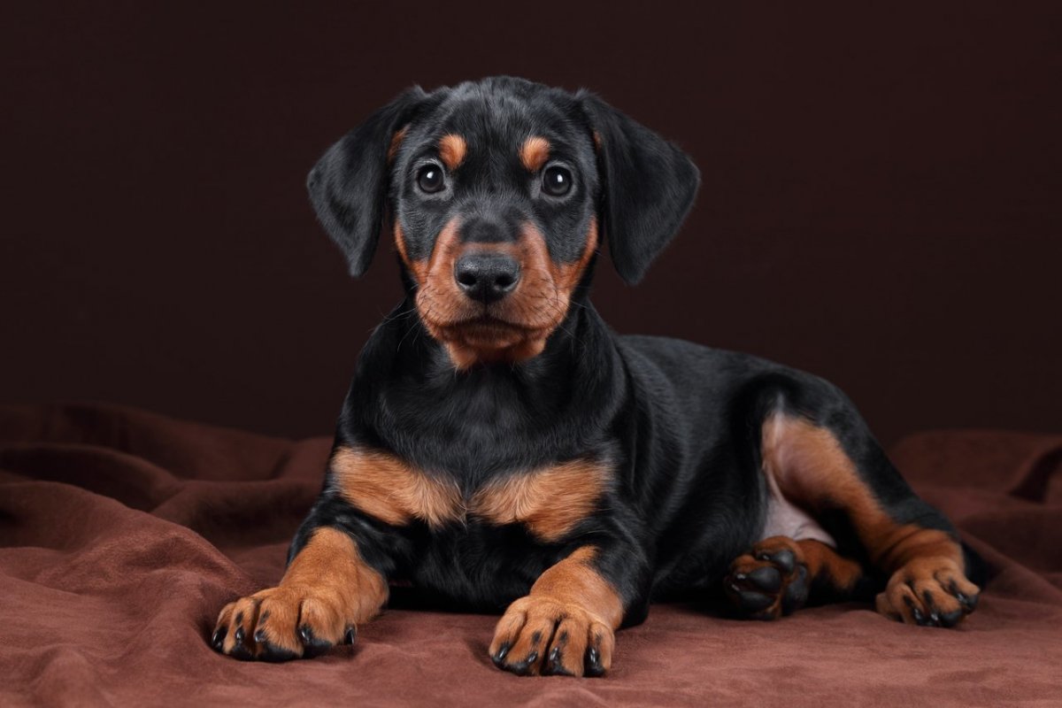 Пинчер вислоухий