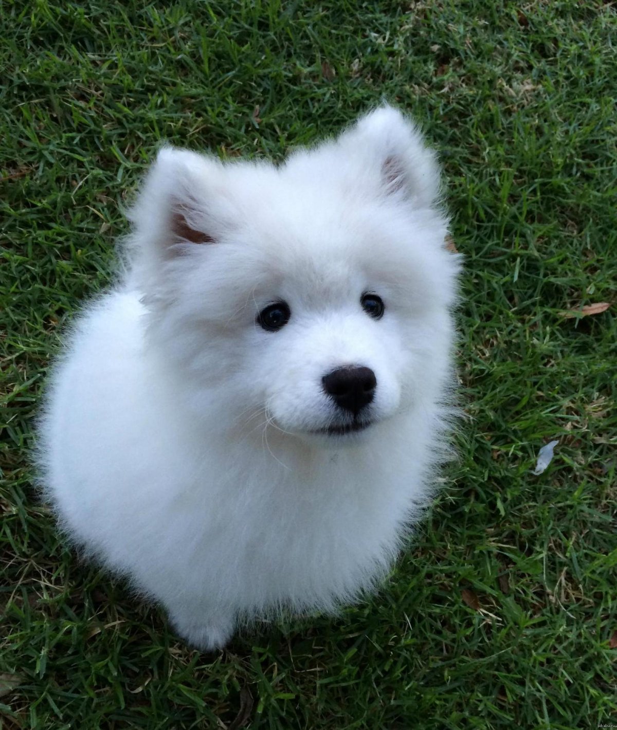 Белая пушистая собака маленькая