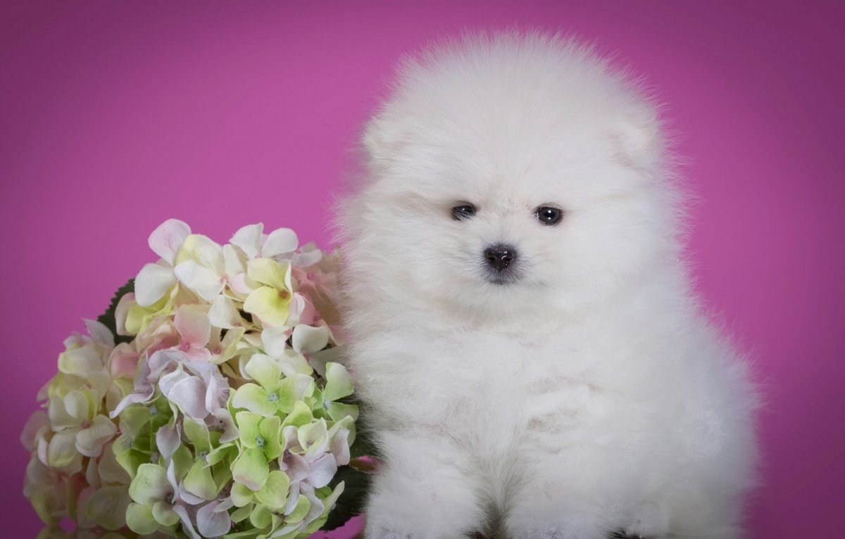 Белый милый шпиц пушистый