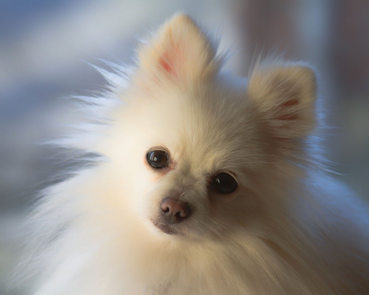 Белый пушистый шпиц