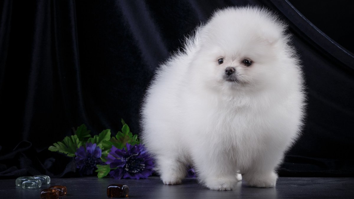 Померанский шпиц