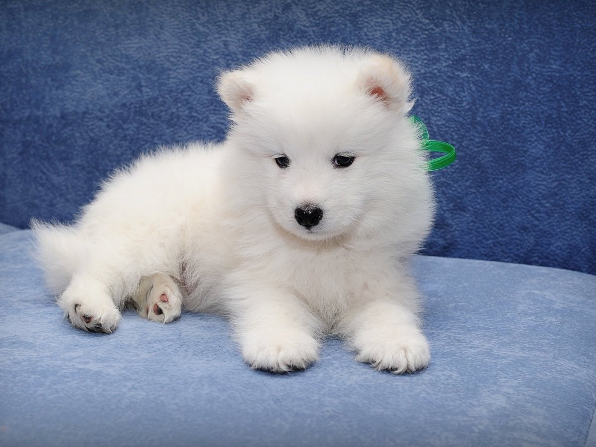 Самоедская собака