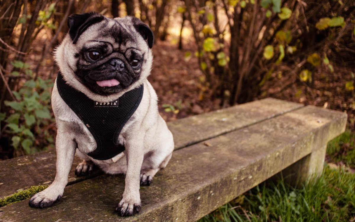 Уродливый Мопс