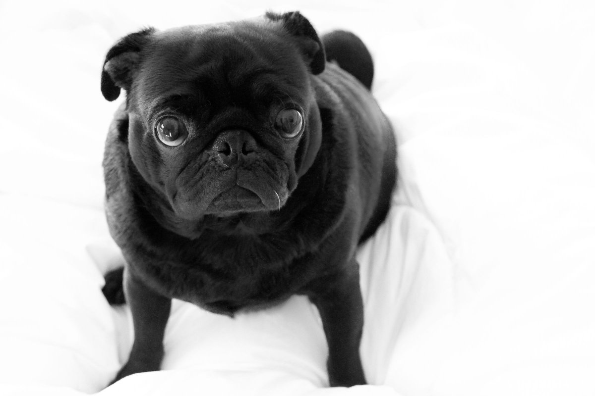 Картинки на рабочий стол мопсы щенки