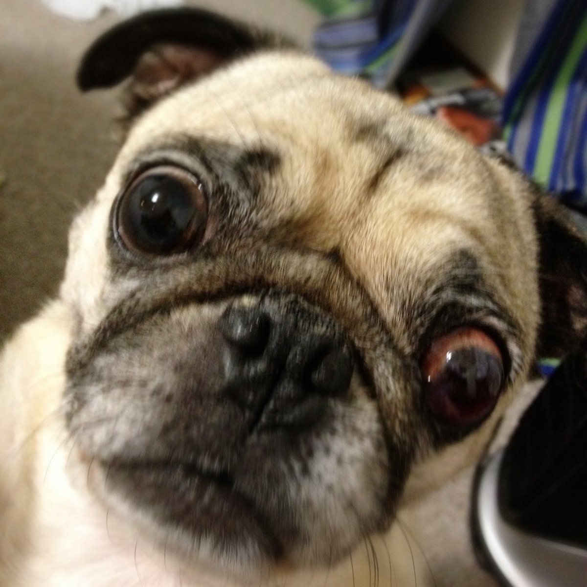 Мопс в очках с глазами