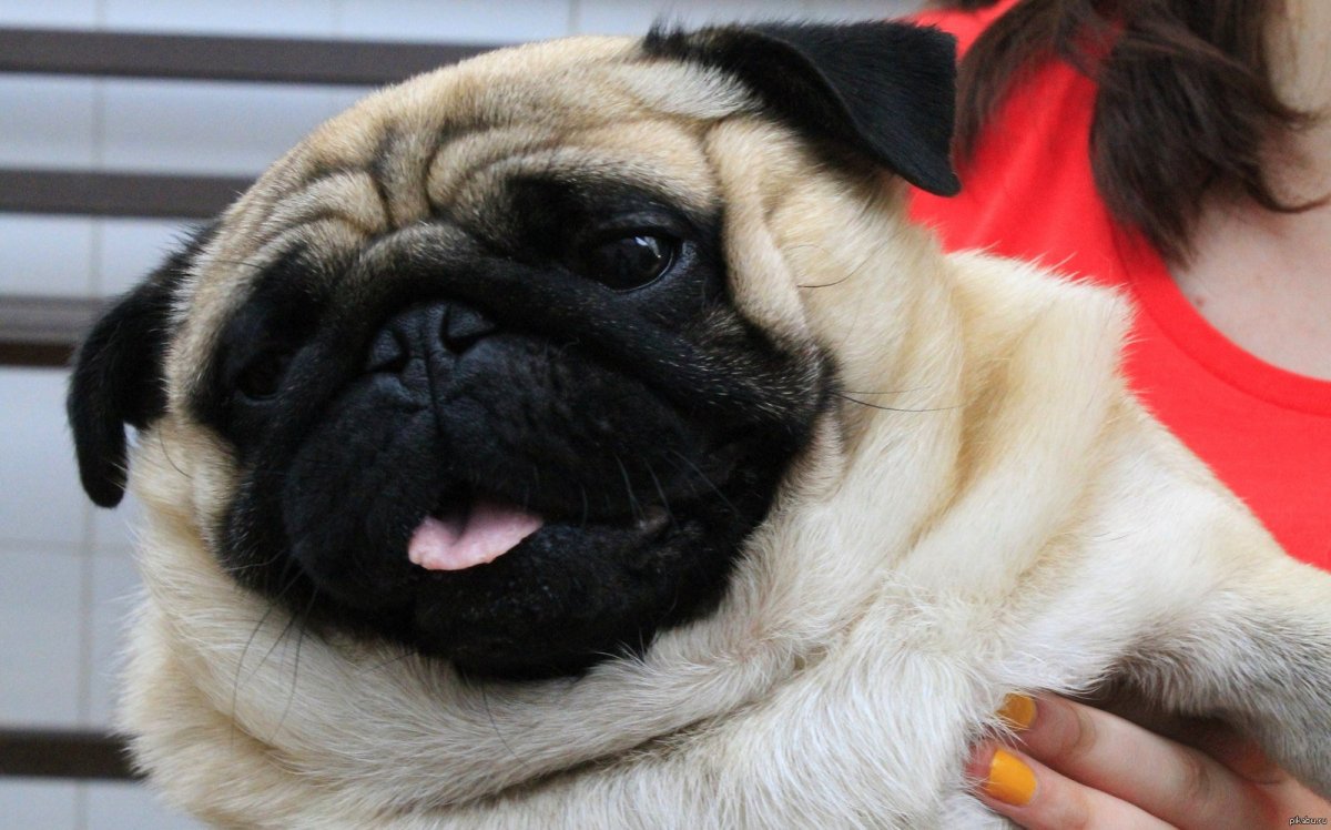 Мопс в очках с глазами