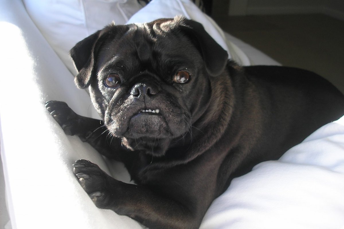 Чехол с мопсом