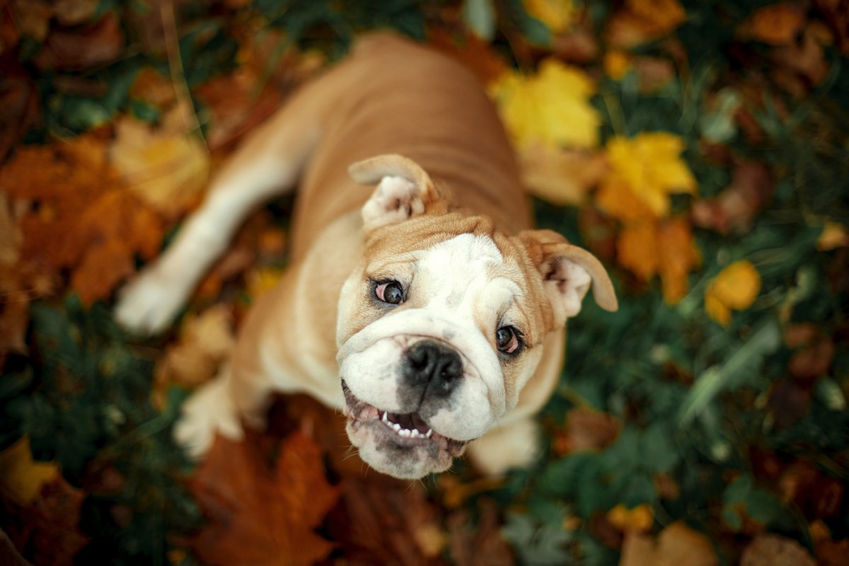 Спокойная не дорогостоящая порода собак