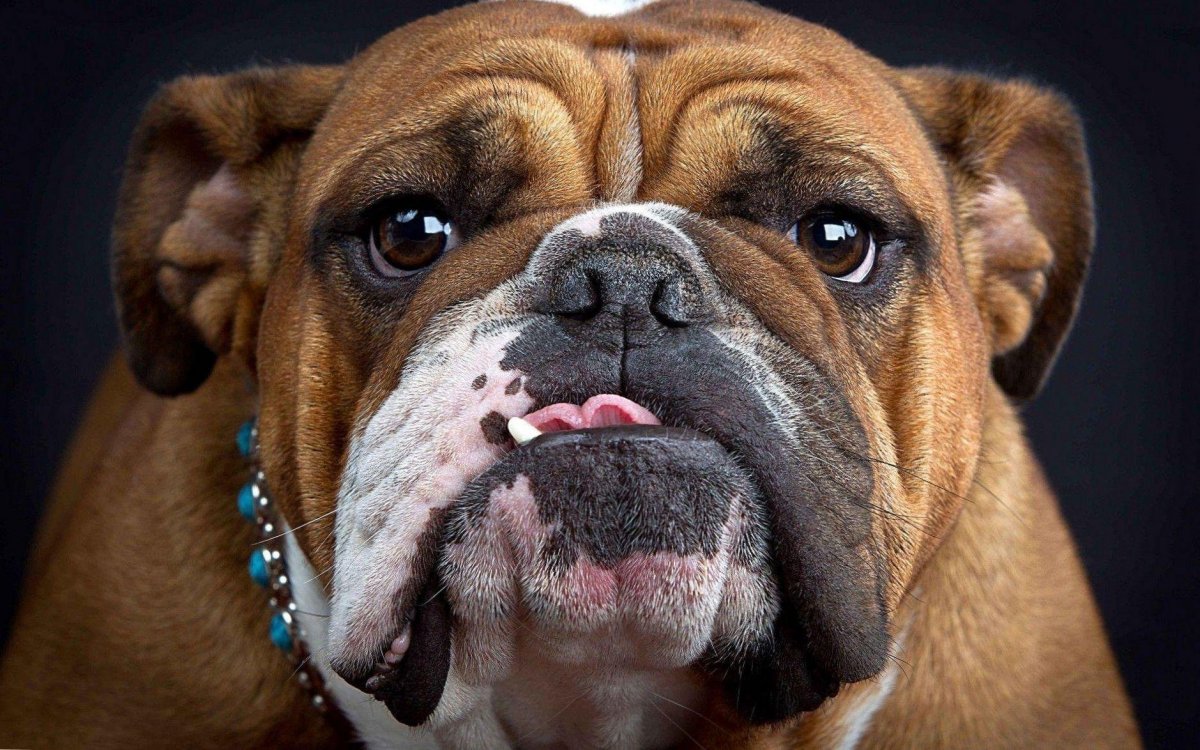 Английский бульдог щенок рыжий