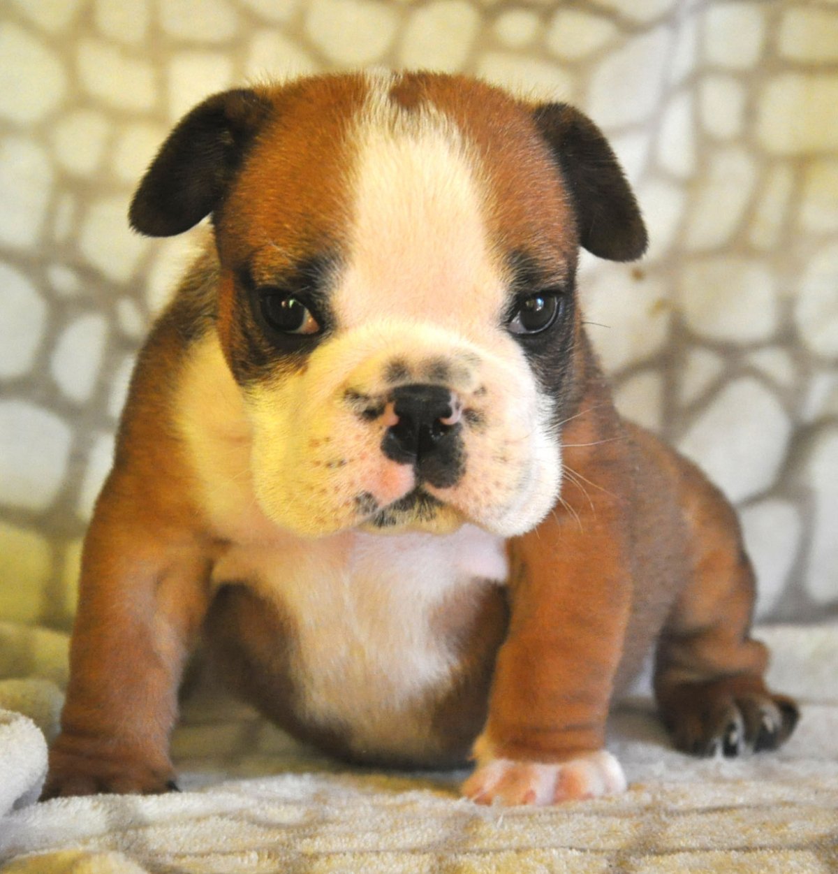 Бульдог французский Франк