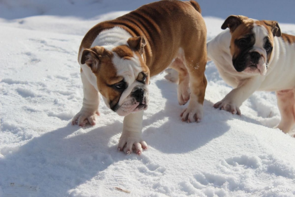 Английский бульдог тигровый