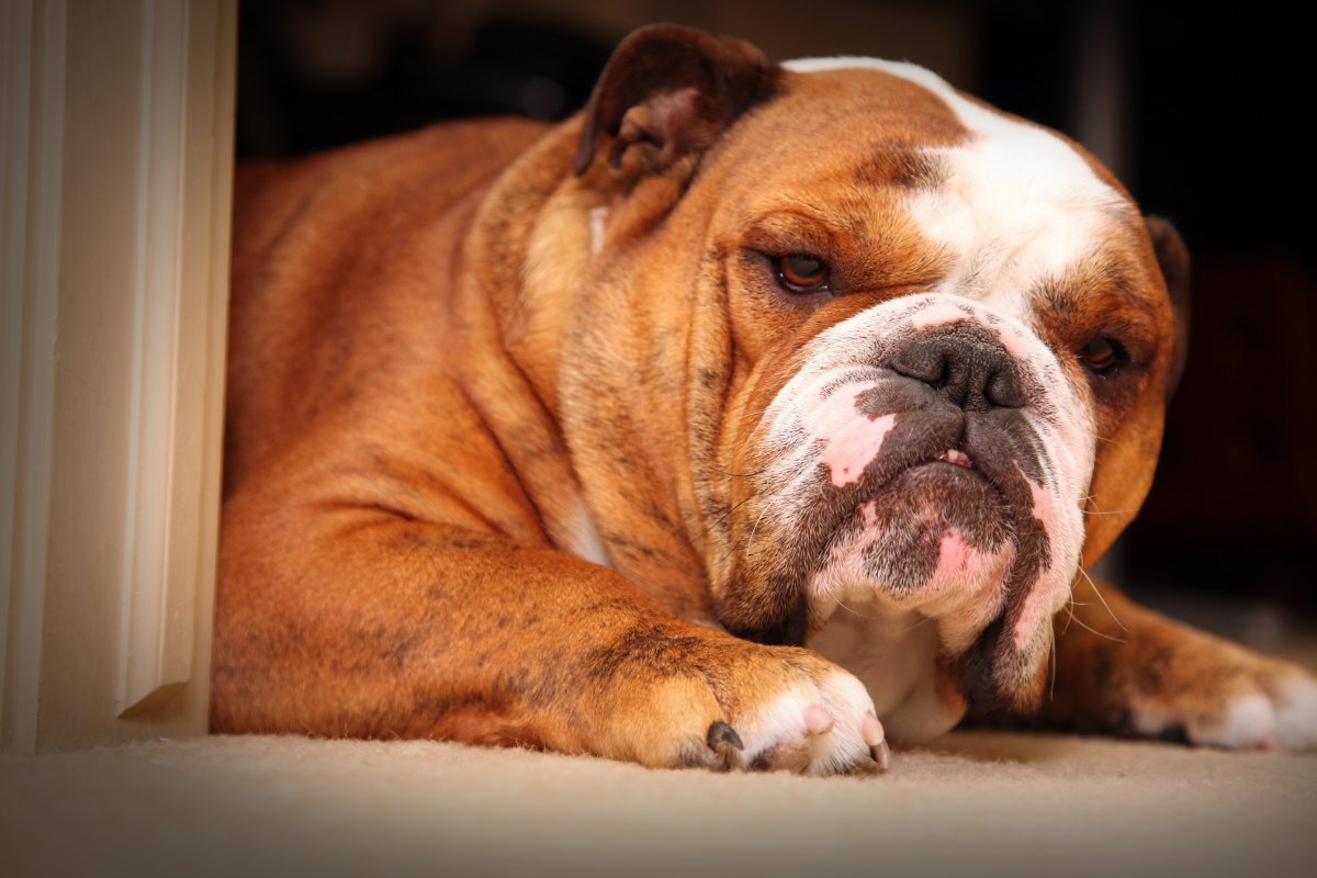 Картинки на рабочий стол французский бульдог