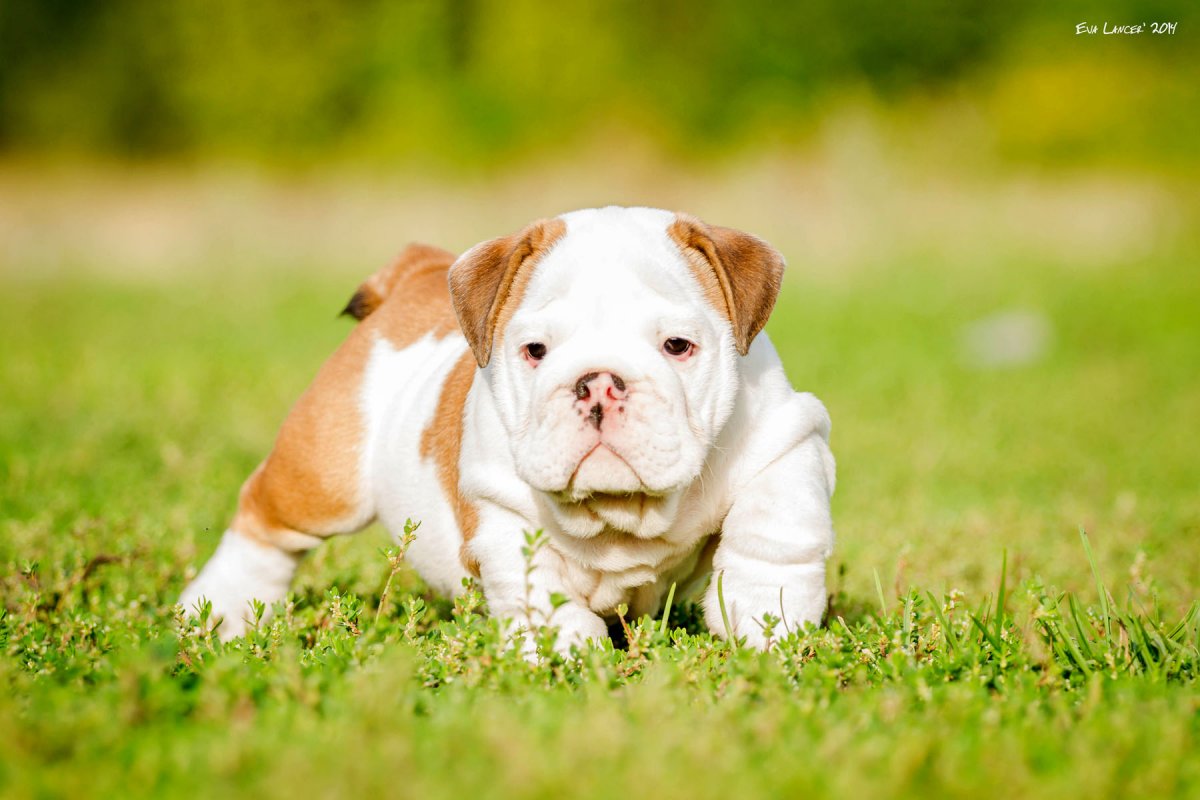 Фильм бульдог