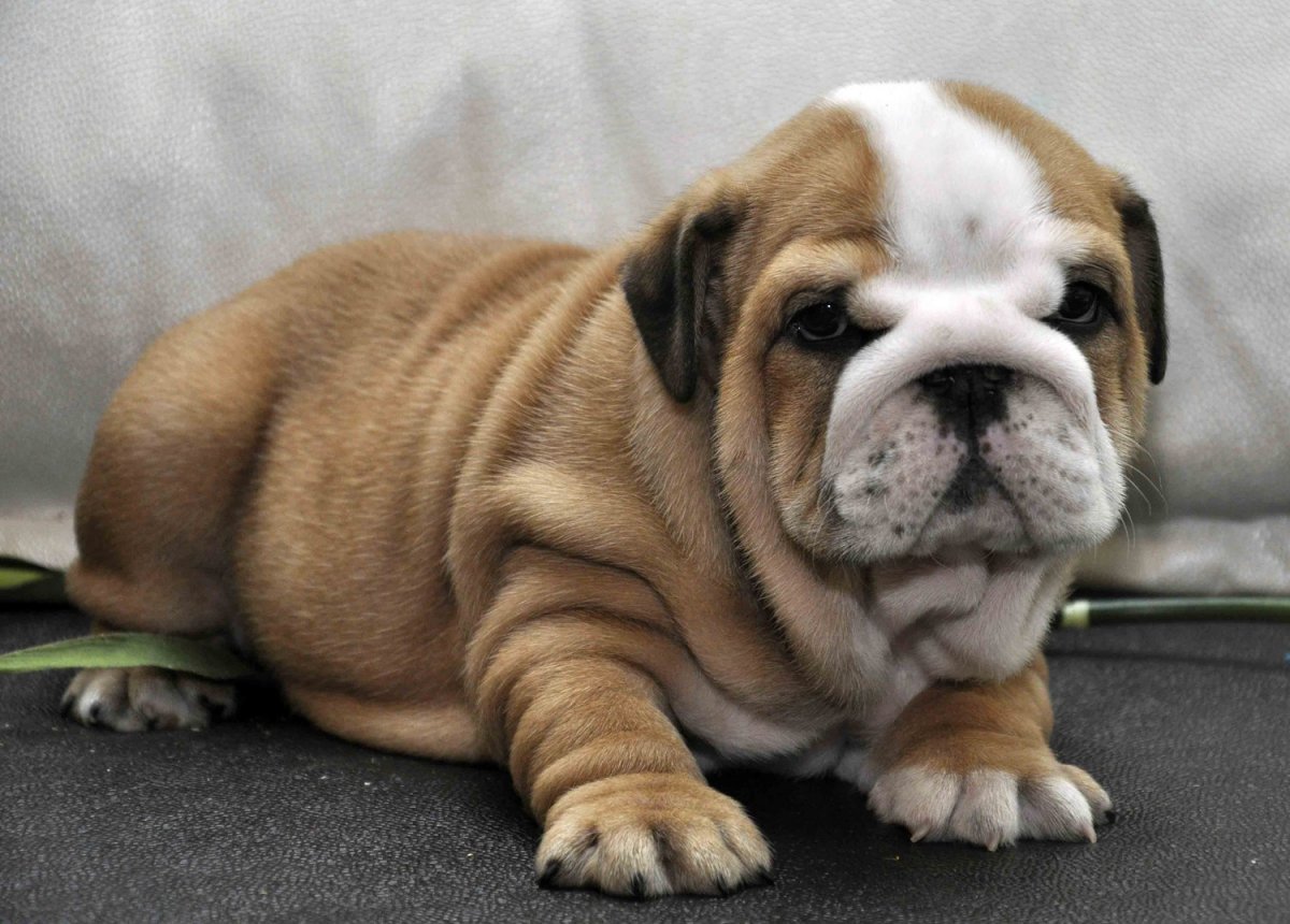 Бульдог осень