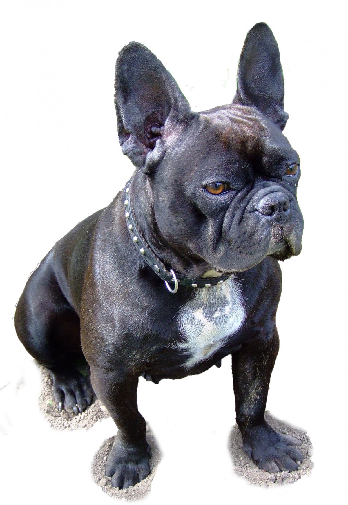 Собаки бульдоги Мими