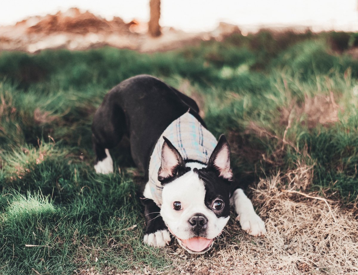 Французский бульдог бело черный