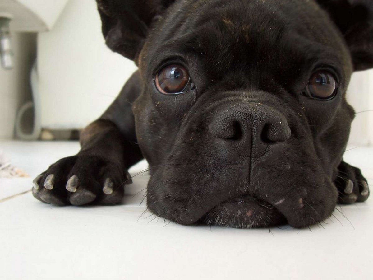 Becontree Bulldog free to good Home