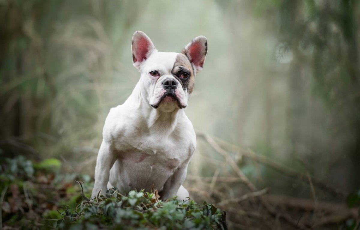 Английский бульдог щенок