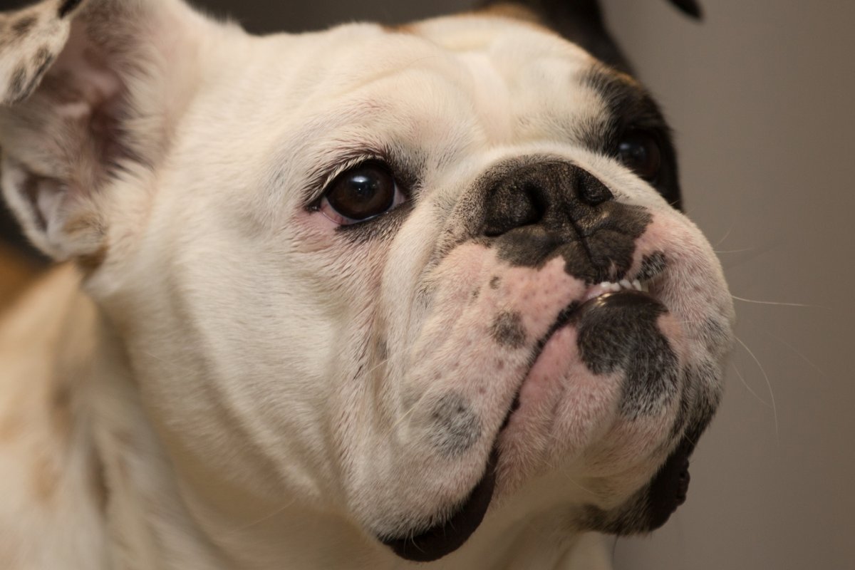 Бульдог черно белый