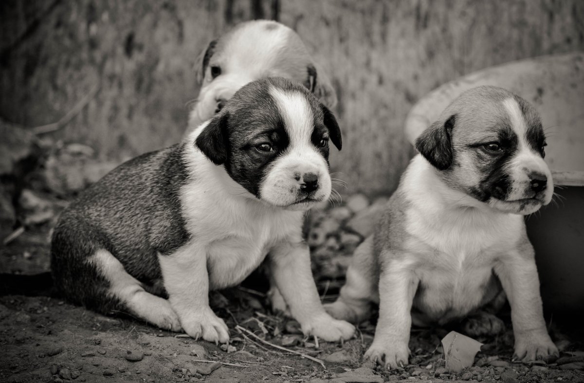 Бостон терьер и английский бульдог