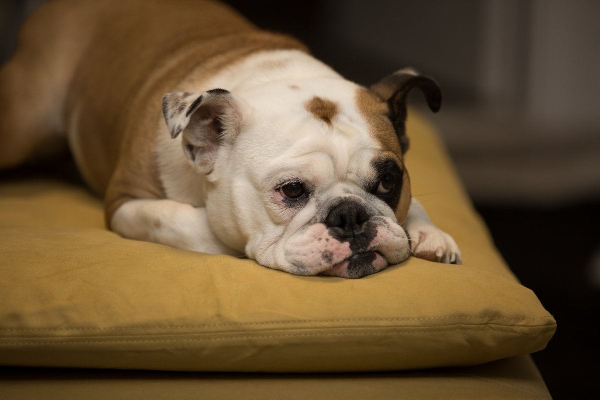 Удивление собаки