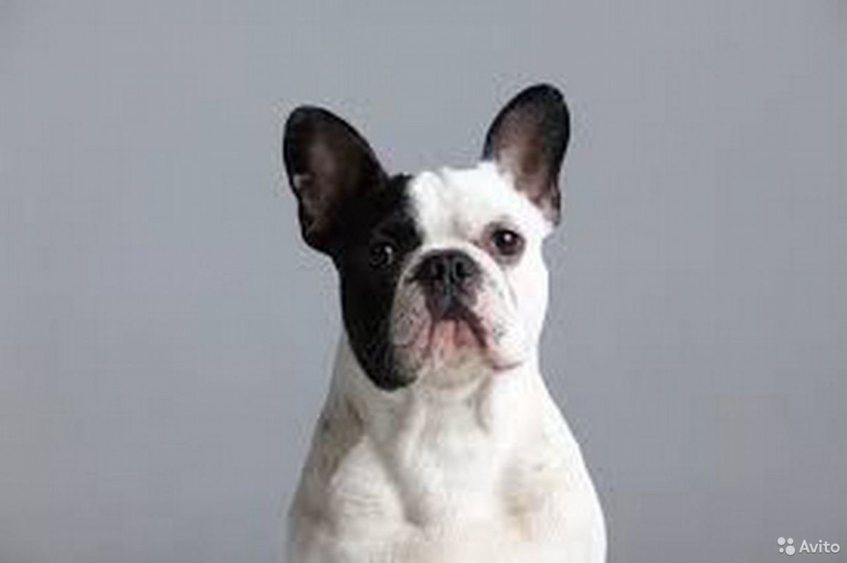 Французский бульдог белый взрослый
