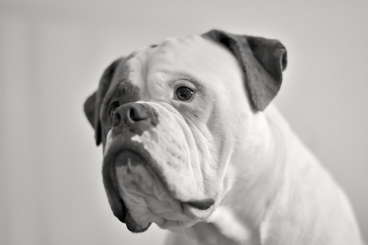 Американский бульдог боксер