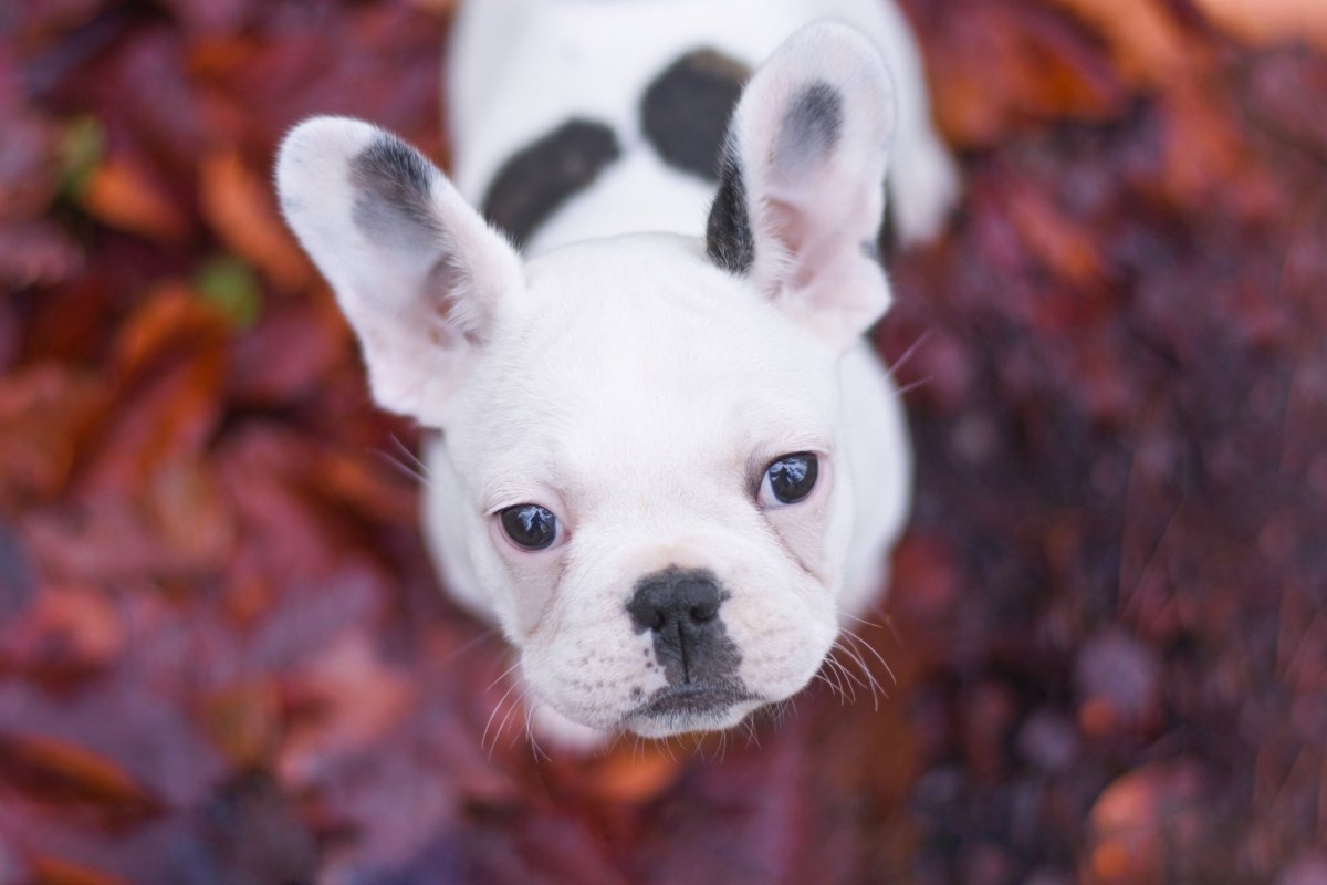 Взгляд МОПСА