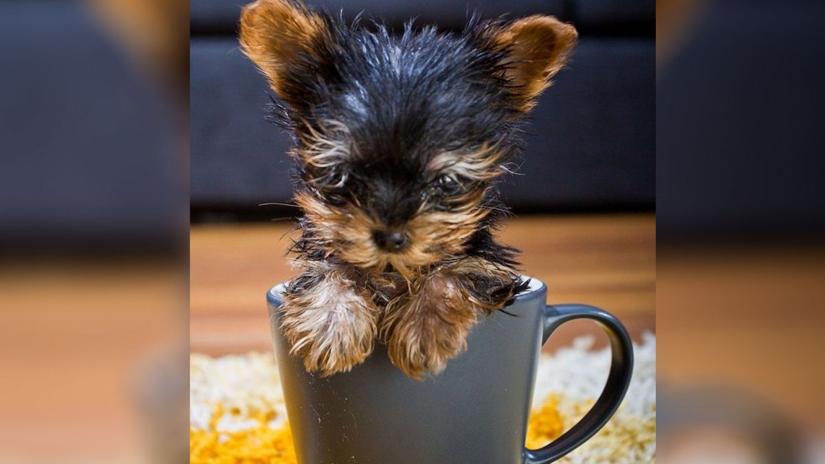 Самые маленькие собаки в мире