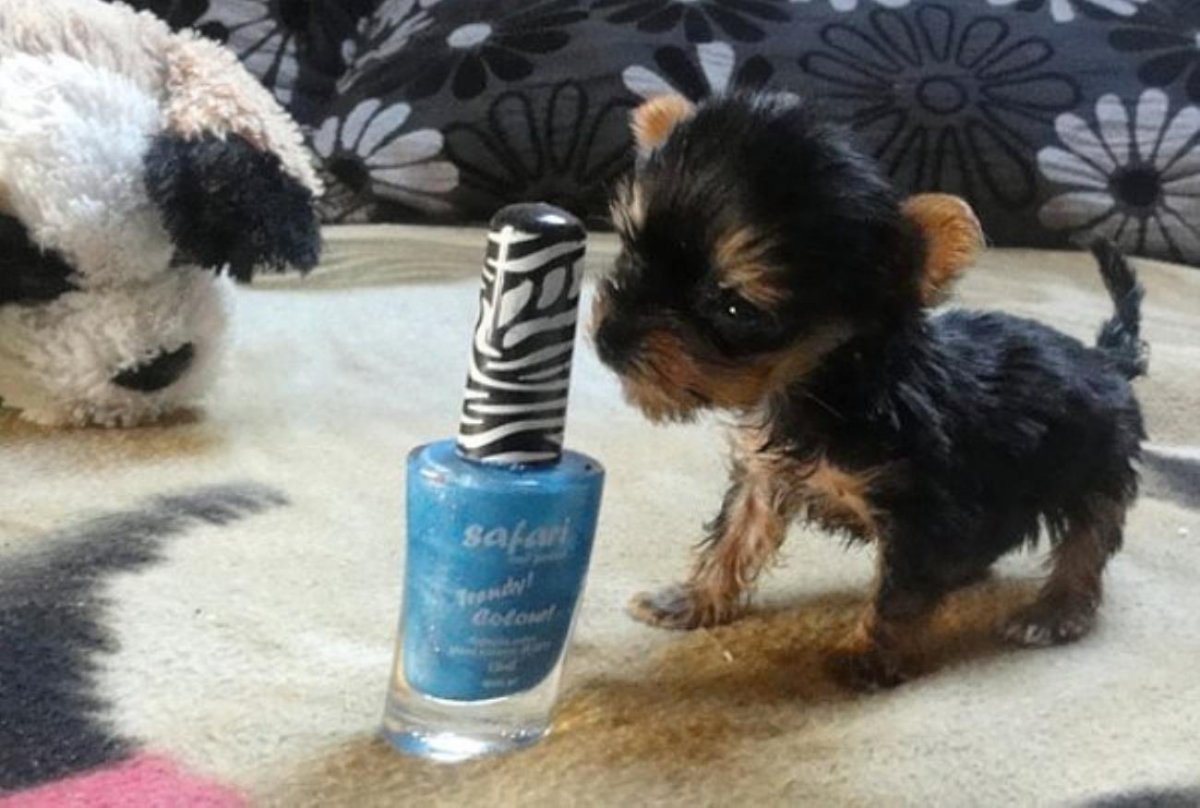 Самая маленькая собака в мире Живая