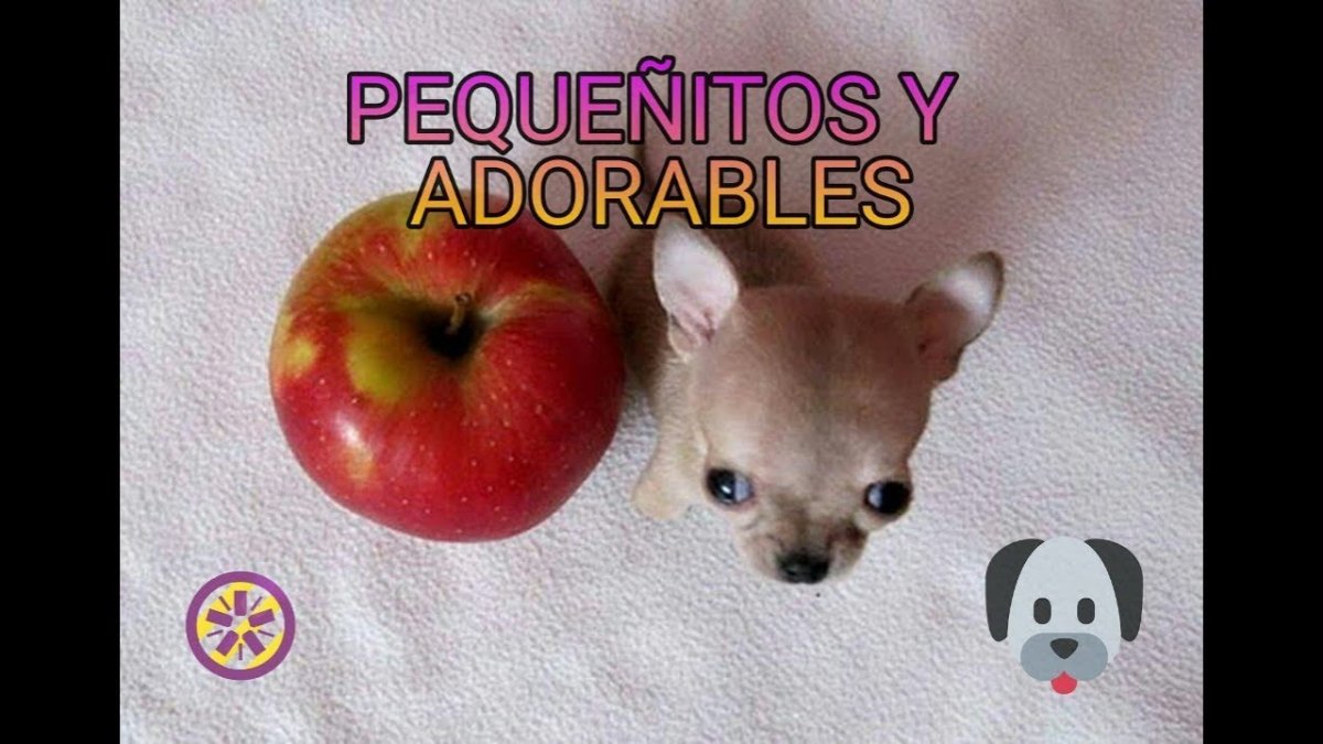 Чихуахуа яблоко