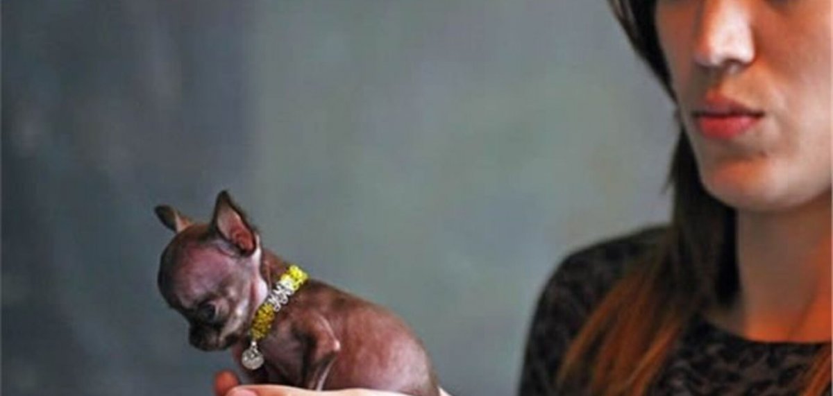 Милли самая маленькая собака в мире