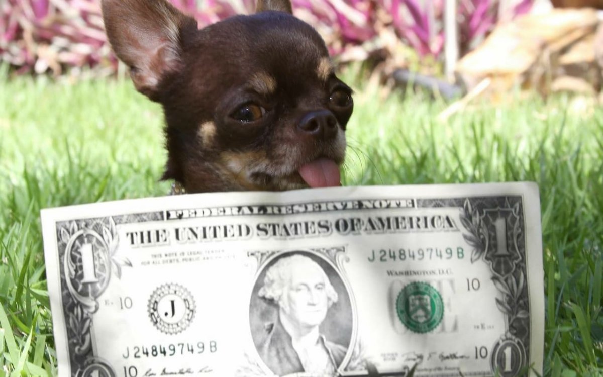 Собака чихуахуа Милли