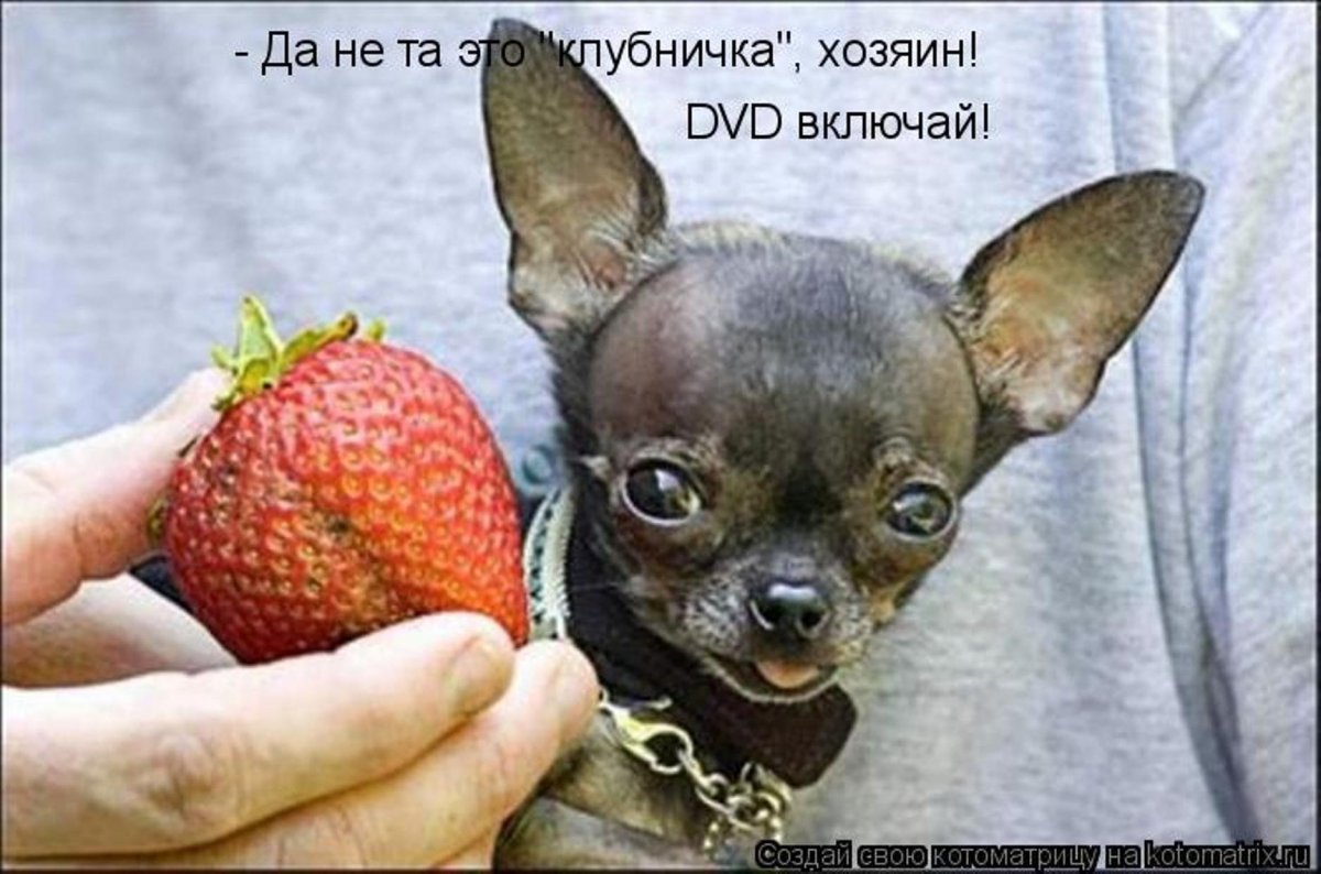 Самая маленькая собака на планете