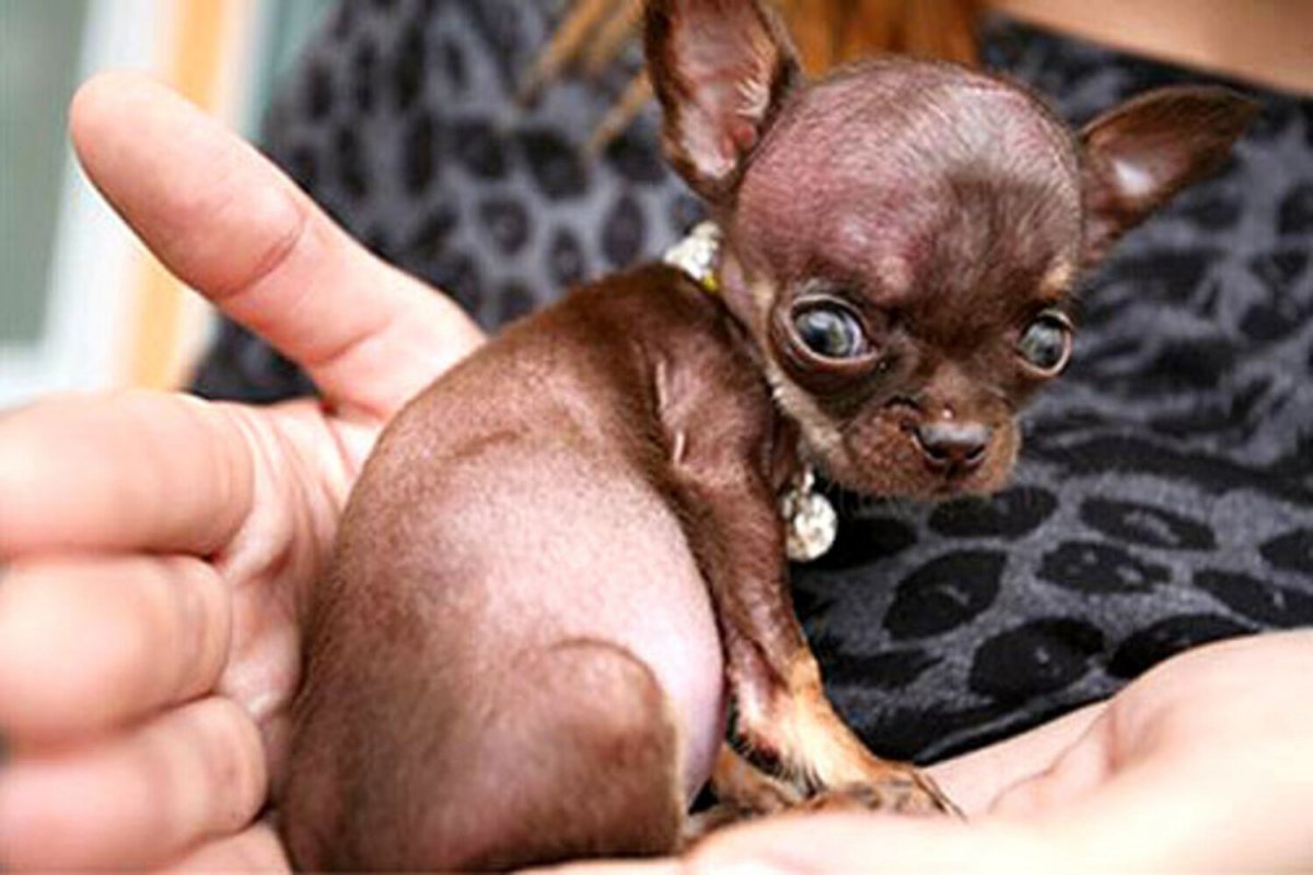 Чихуахуа Милли из Пуэрто-Рико